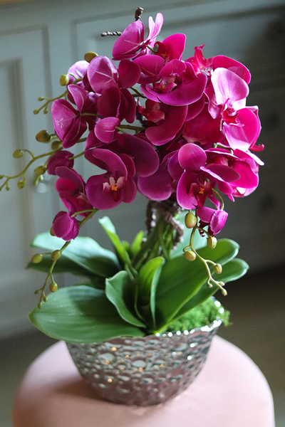 Kellano, fuksjowy storczyk w srebrnej donicy, wys.59cm