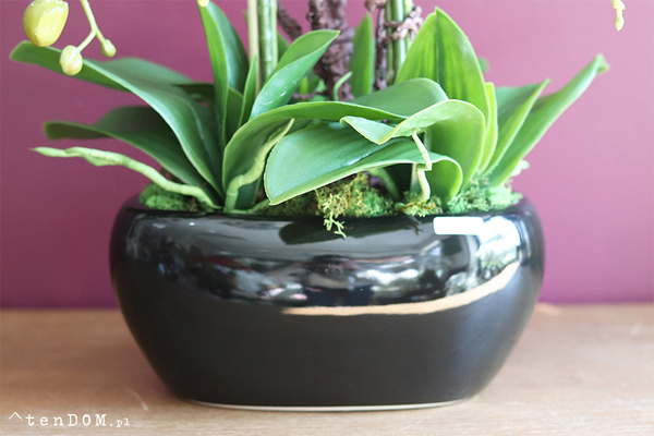 Kresso Premium, bajeczny storczyk w czarnej donicy, wys.65cm 