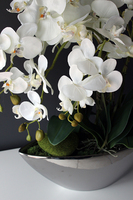 storczyk Laos Big Silver w srebrnej donicy wys.80cm