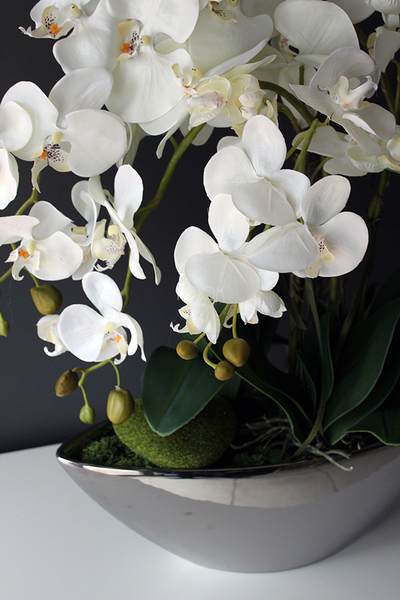 storczyk Laos Big Silver w srebrnej donicy wys.80cm