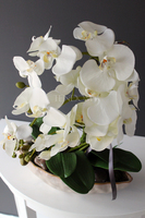 storczyk Laos 3 w ceramicznej "gniecionej" donicy, wys.53cm