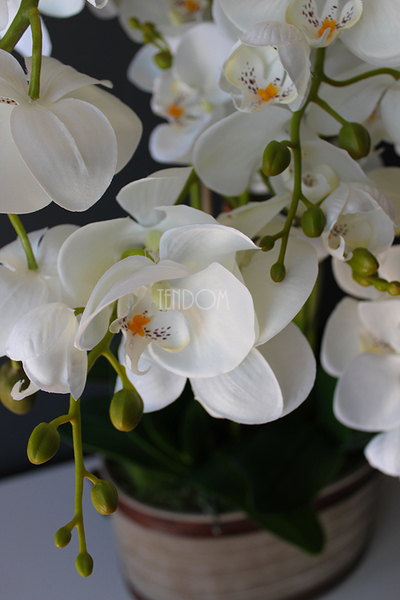 Lauren duży biały storczyk w brązowej donicy, wys.90cm