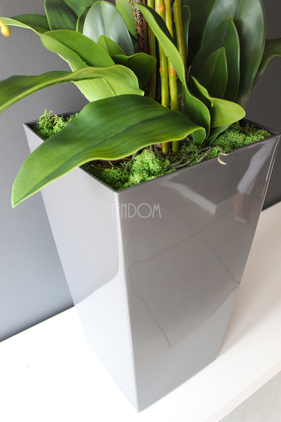 bardzo duży storczyk Emilie Grande Grey w minimalistycznej donicy, wys.120cm