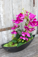 storczyk Laos Fuksja w plastikowej donicy łódce, wys.56cm