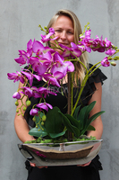 efektowny storczyk Fuksja w lustrzanej donicy Laos, wys.68cm