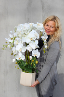 Paletto storczyk w kremowej donicy / osłonce wys.70cm