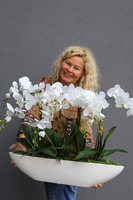 efektowny biały storczyk Laos Long, wys. 56cm, dł.67cm 