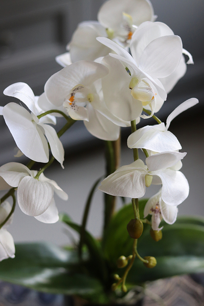 Black&Gold Extra Mini, elegancki storczyk w ceramicznej donicy, wys.50cm