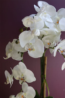 Diamondo, biały storczyk w srebrnej donicy, wys.63cm