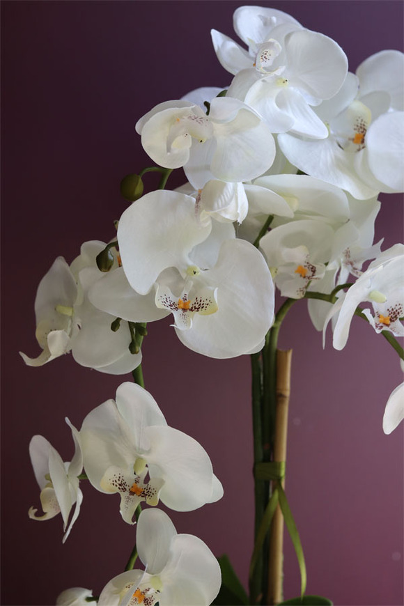 Diamondo, biały storczyk w srebrnej donicy, wys.63cm