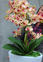 drobny storczyk Silla w szarej donicy, wys.44cm