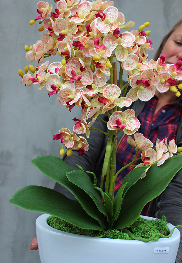 drobny storczyk Silla w szarej donicy, wys.44cm