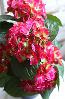 doniczkowa hortensja Wiśniowo-zielona, wysokiej jakości sztuczne kwiaty, wys.40cm