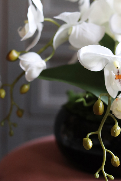 storczyk w czarnej misie, Black Japan Small, wys.37cm