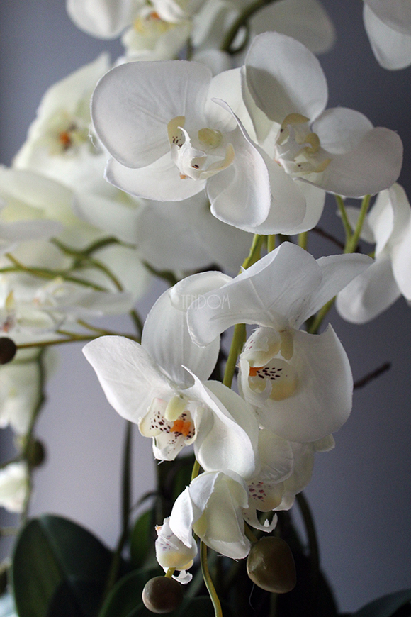 storczyk Laos Big Silver w srebrnej donicy wys.80cm