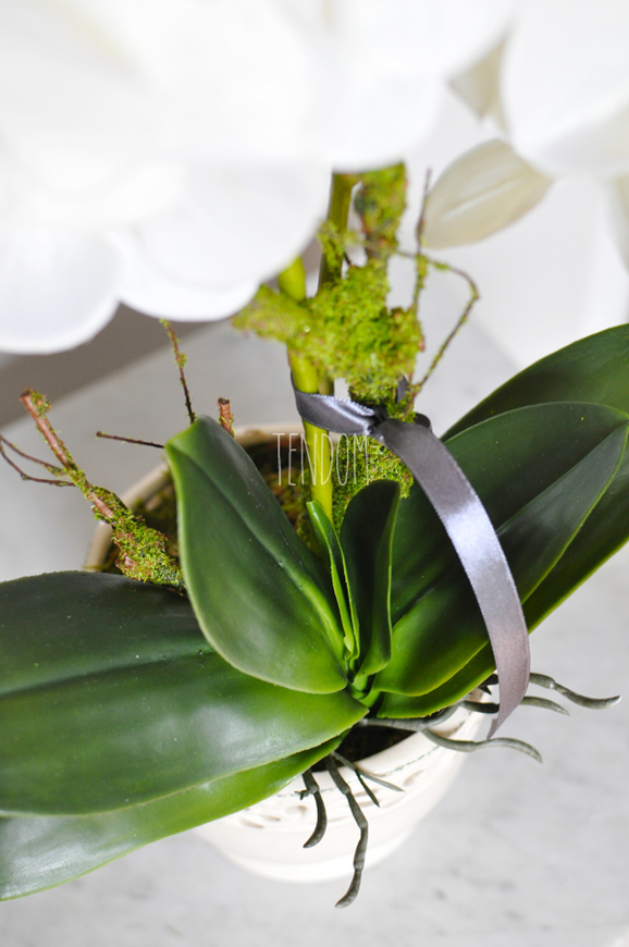 storczyk Palermo w ceramicznej, kremowej donicy, wys.49cm