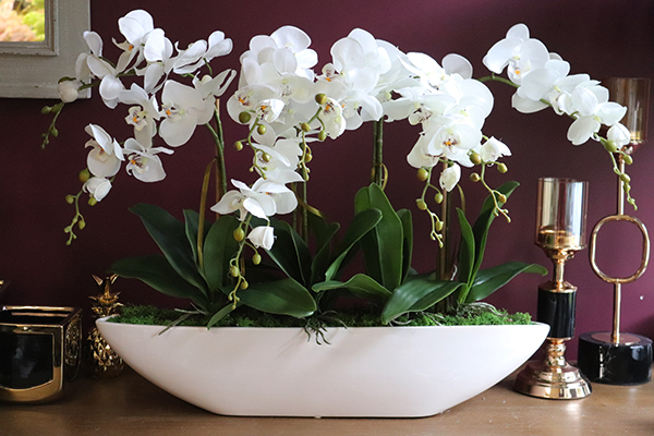 efektowny biały storczyk Laos Long, wys. 56cm, dł.67cm 