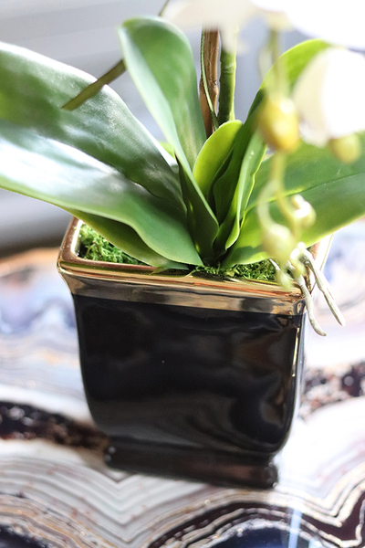 Black&Gold Premium, elegancki storczyk w ceramicznej donicy, wys.50cm