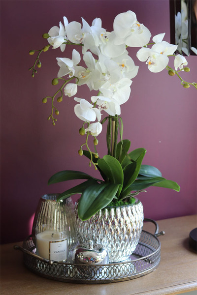 Diamondo, biały storczyk w srebrnej donicy, wys.63cm