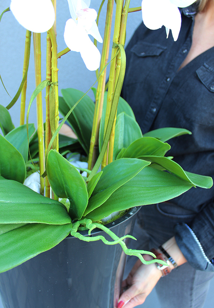 wyjątkowy storczyk ułożony kolumnowo, Mediolan Salute we wkładzie plastikowym, wys.100cm