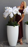 Design White Grande, ogromny storczyk, wys.155cm 