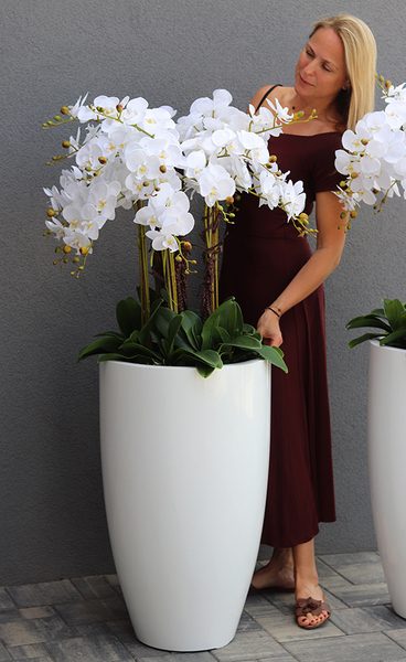 Design White Grande, ogromny storczyk, wys.155cm 