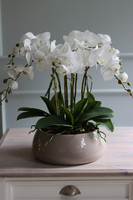 Beduaro Beige storczyk w beżowej misie, wys.47cm 