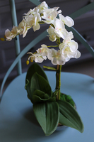 OD RĘKI Krena Mini, sztuczny storczyk w lustrzanej doniczce, wys.29cm 