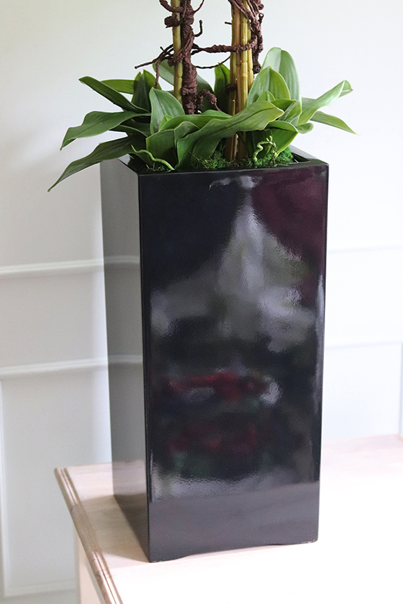 Grande Fiberglass Black Cymbydium, efektowny storczyk w czarnej donicy z fiberglass, wys.134cm