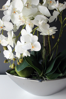 storczyk Laos Big Silver w srebrnej donicy wys.80cm