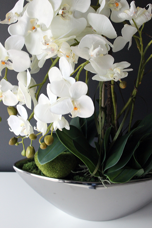 storczyk Laos Big Silver w srebrnej donicy wys.80cm