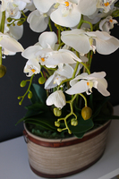 Lauren duży biały storczyk w brązowej donicy, wys.90cm