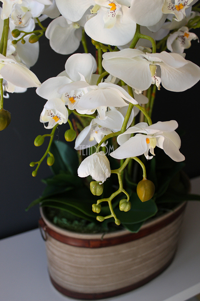 Lauren duży biały storczyk w brązowej donicy, wys.90cm