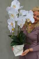 biały, gumowy storczyk Design Modern White 1 w nowoczesnej donicy wys.67cm