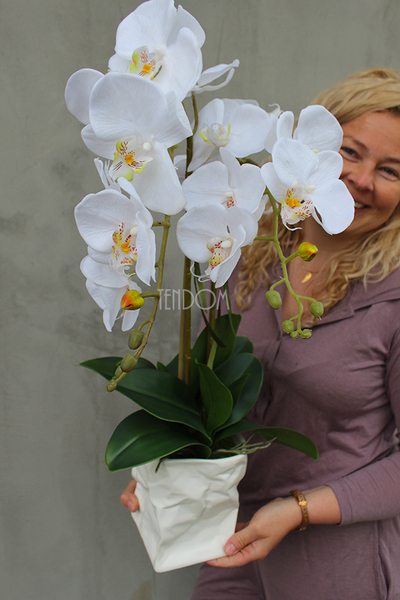 biały, gumowy storczyk Design Modern White 1 w nowoczesnej donicy wys.67cm