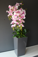 bardzo duży storczyk Emilie Grande Grey w minimalistycznej donicy, wys.120cm