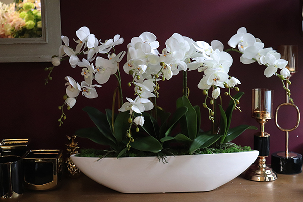 efektowny biały storczyk Laos Long, wys. 56cm, dł.67cm 