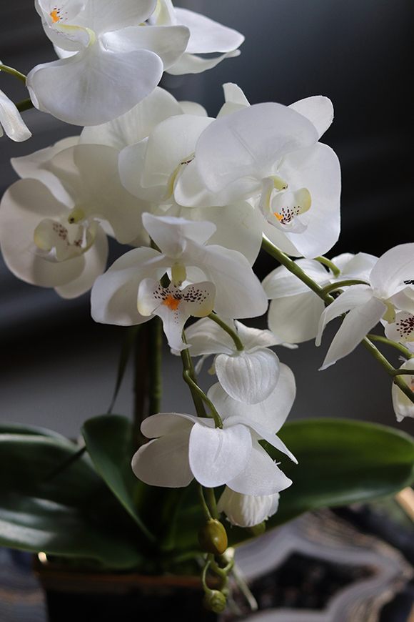 Black&Gold Premium, elegancki storczyk w ceramicznej donicy, wys.50cm