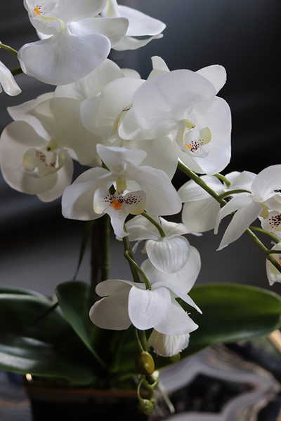 Black&Gold Premium, elegancki storczyk w ceramicznej donicy, wys.50cm