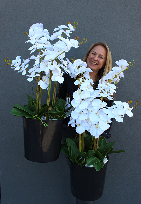wyjątkowy storczyk ułożony kolumnowo, Mediolan Salute we wkładzie plastikowym, wys.100cm