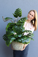 drzewko sztuczne Monstera w bogato zdobionej osłonce, wys.80cm