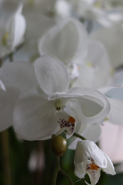 Beduaro Beige storczyk w beżowej misie, wys.47cm 