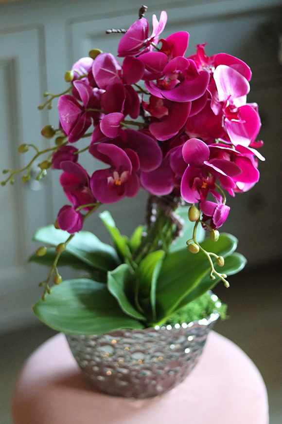 Kellano, fuksjowy storczyk w srebrnej donicy, wys.59cm