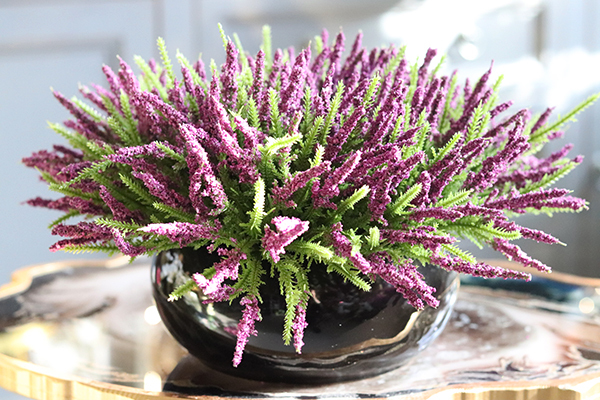 kompozycja w połyskującej czarnej donicy, Wrzosy Melania, wys.22cm 