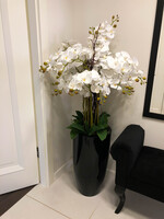 Grande Fiberglass Extra Naturalna Biel, efektowny storczyk w czarnej donicy z fiberglass (połysk), wys.140cm