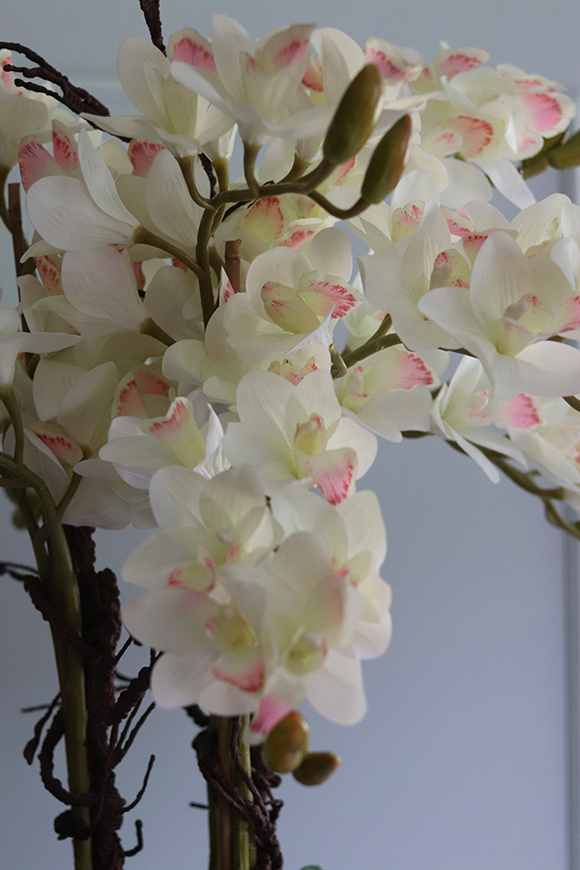 Grande Fiberglass Black Cymbydium, efektowny storczyk w czarnej donicy z fiberglass, wys.134cm