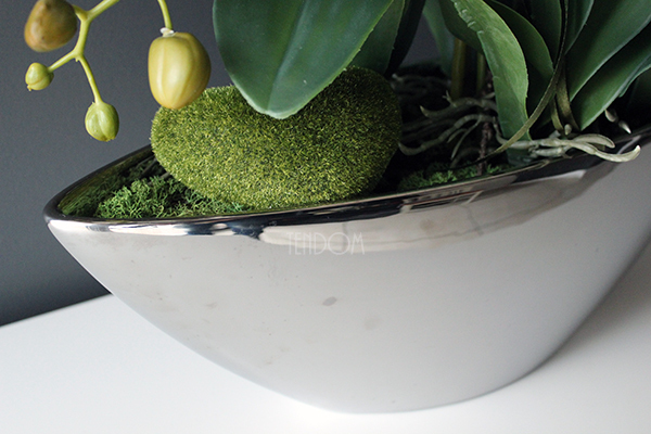 storczyk Laos Big Silver w srebrnej donicy wys.80cm