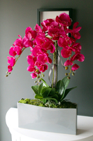 obfity storczyk Sylvia w kolorze fuksji w minimalistycznej donicy, wys.75cm