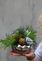 Maria Silver, kompozycja sukulenty w okrągłej donicy, wys.16cm