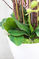 duży storczyk Mediolan Round 2 w białej lub kremowej donicy, wys.85cm